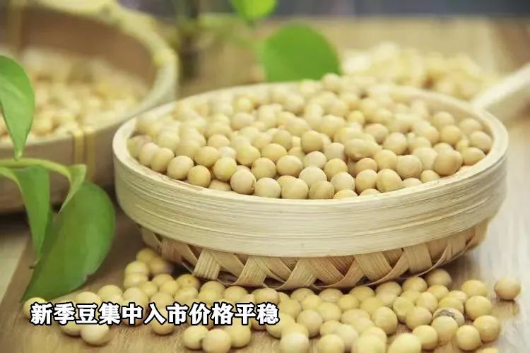 新季豆集中入市價(jià)格平穩(wěn)  第3張